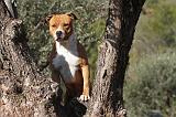 AMSTAFF ADULT 135